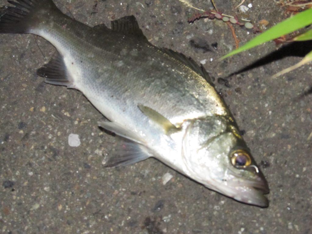 ユニークヒラスズキ マルスズキ 違い 魚のすべて