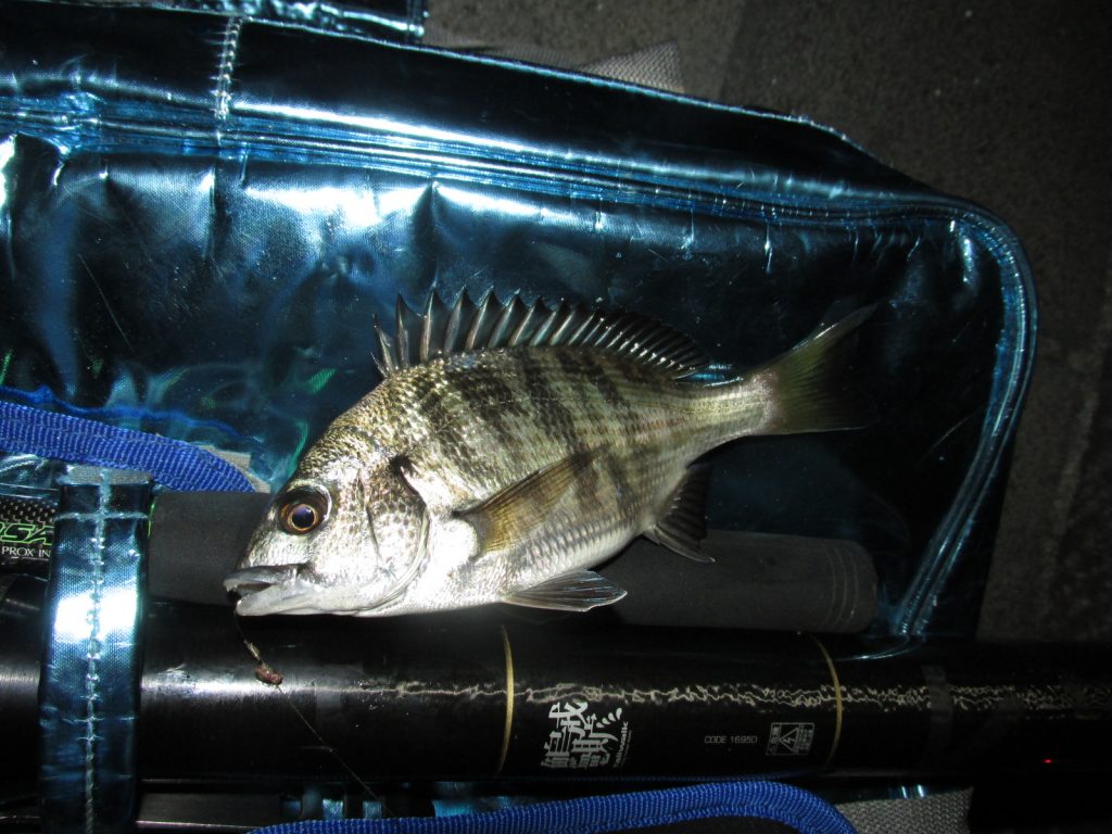 象の鼻パーク 象の鼻防波堤 横浜みなとみらいの穴場釣り場 東京近郊釣り場情報 アクセスマップ