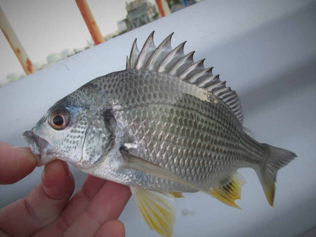 根岸港 磯子の貴重な釣りのできる港 東京近郊釣り場情報 アクセスマップ